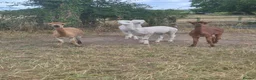 Alpaca livestock for sale: 4 castrated alpacas in Winsford - Advert 5