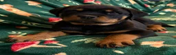 Rottweiler dogs for sale: Beautiful Rottweiler Puppies Available  - Advert 14
