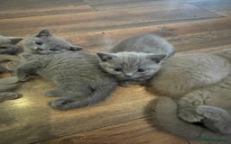 British Shorthair cats for sale: British shorthair kittens  - Image 4