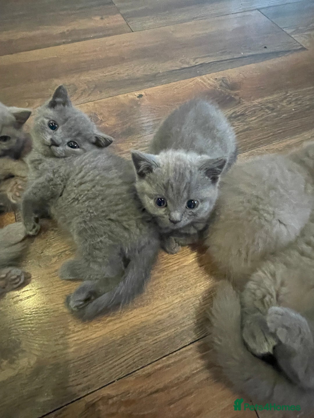 British Shorthair cats for sale: British shorthair kittens  - Image 4