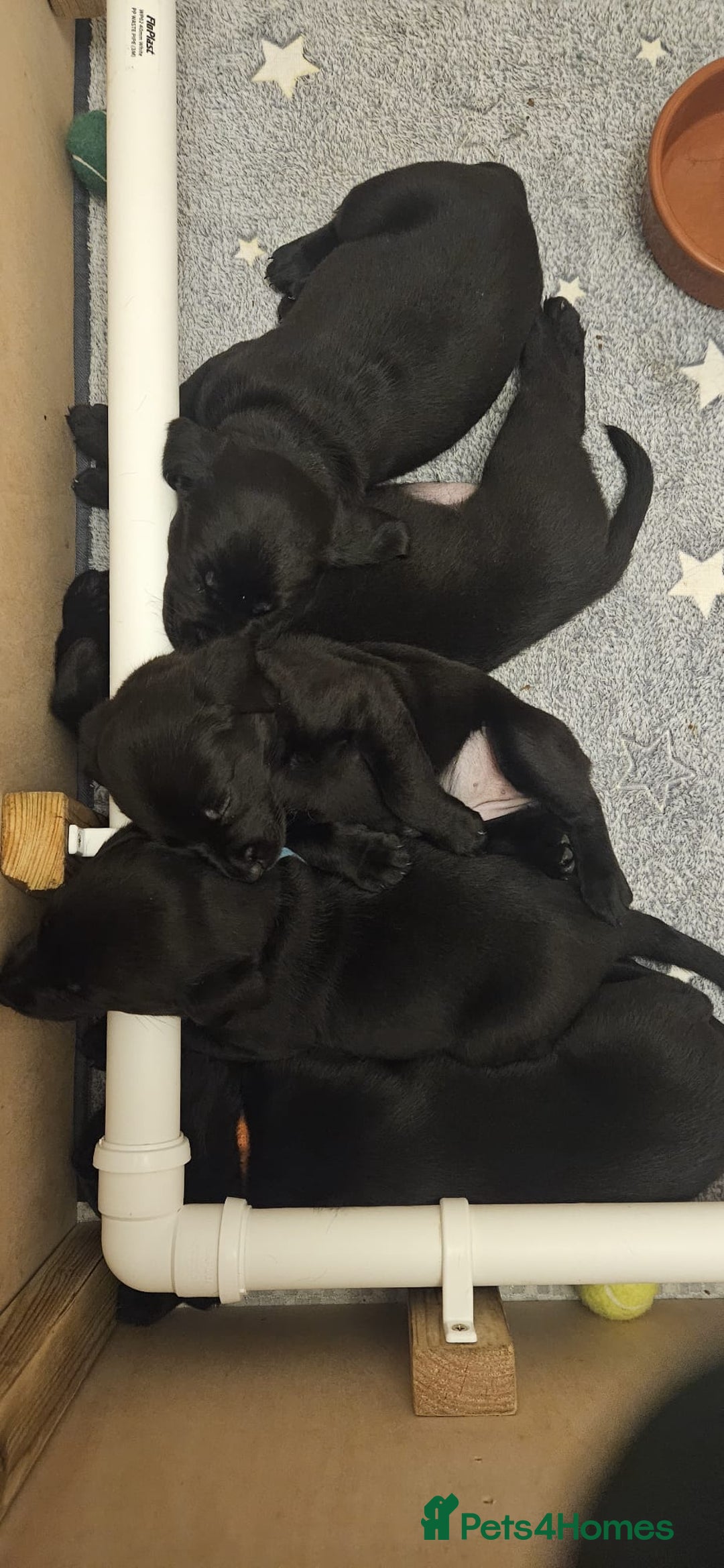 Labrador Retriever dogs for sale: Working labrador puppies for sale - Advert 5