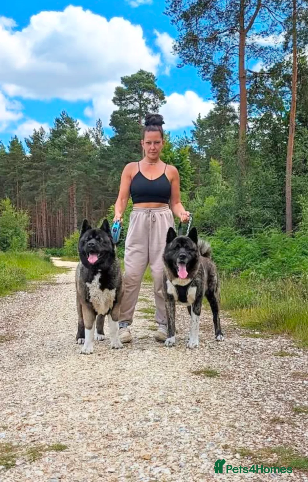 Akita dogs for sale: European Champions Bloodline American Akita's  - Advert 9