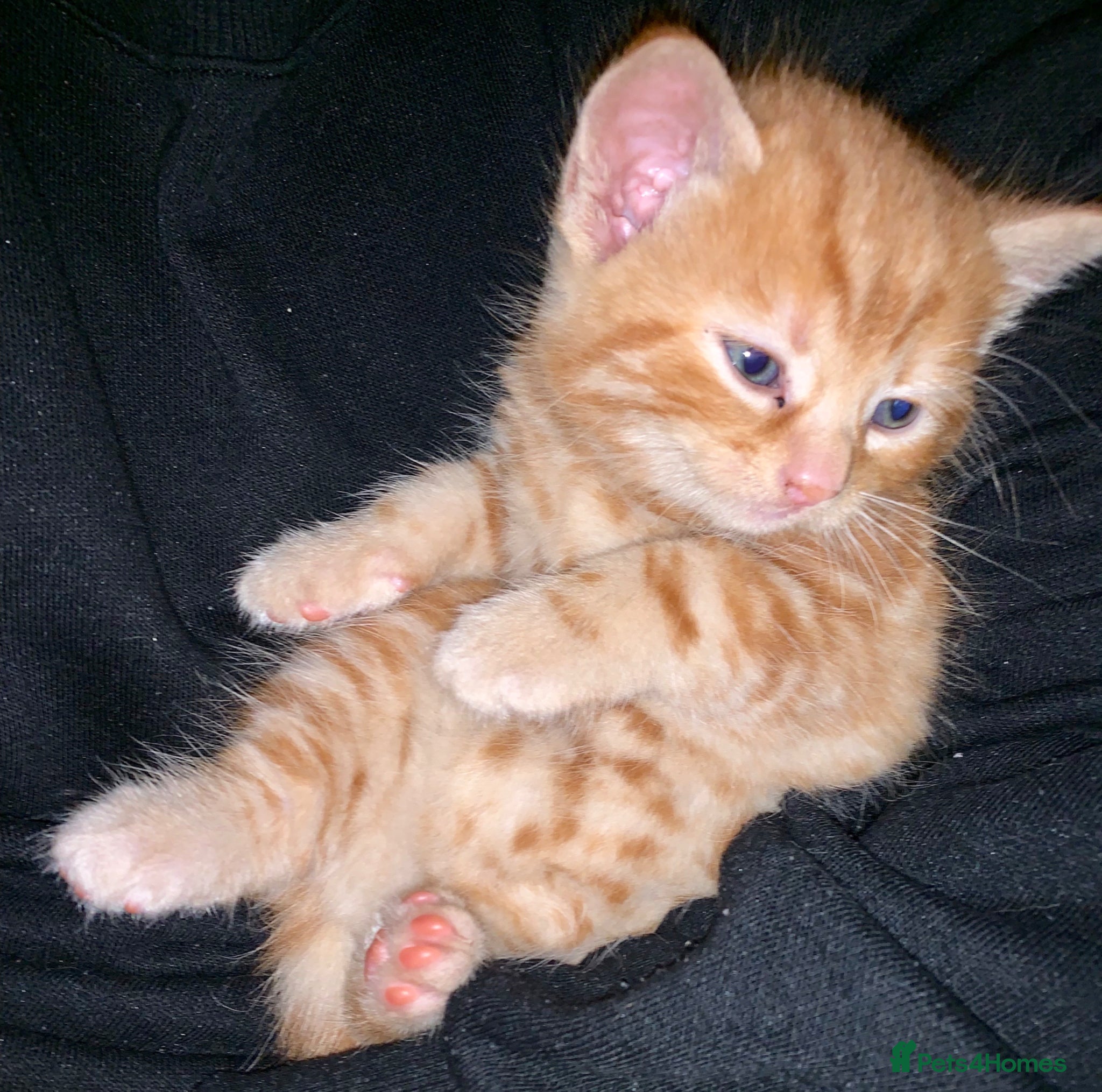 Turkish Angora cats for sale: Longhaired Turkish Angora kittens - 3 boys/4 girls - Advert 3