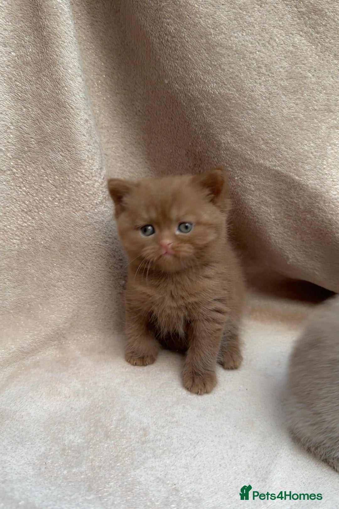 British Shorthair cats for sale: British Shorthair Kittens - Brown, lilac, silver in Birmingham - Image 12