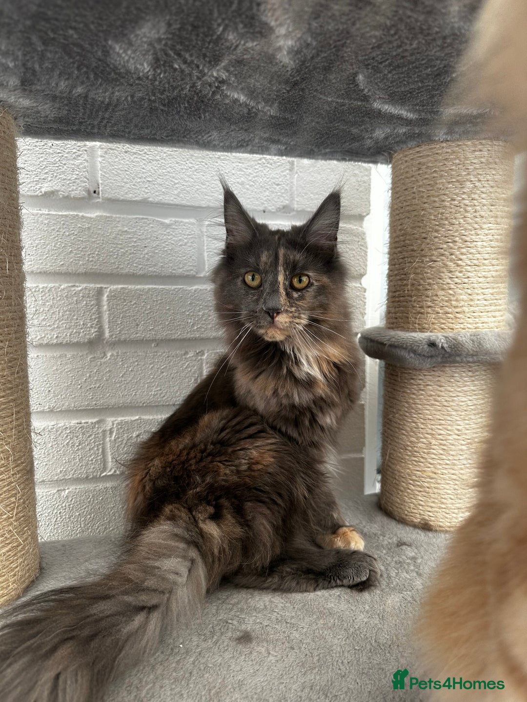 Maine Coon cats for sale: 🔥🧡5 BOYS READY TO STEAL YOUR HEART🧡🔥 - Advert 6