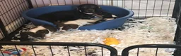Miniature Dachshund dogs for sale: Piebald miniature dachshund pups ready now! - Advert 8