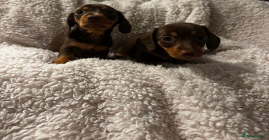 Miniature Dachshund dogs - Advert 9
