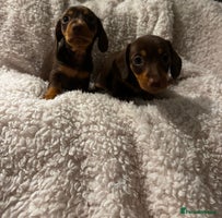 Miniature Dachshund dogs - Advert 9