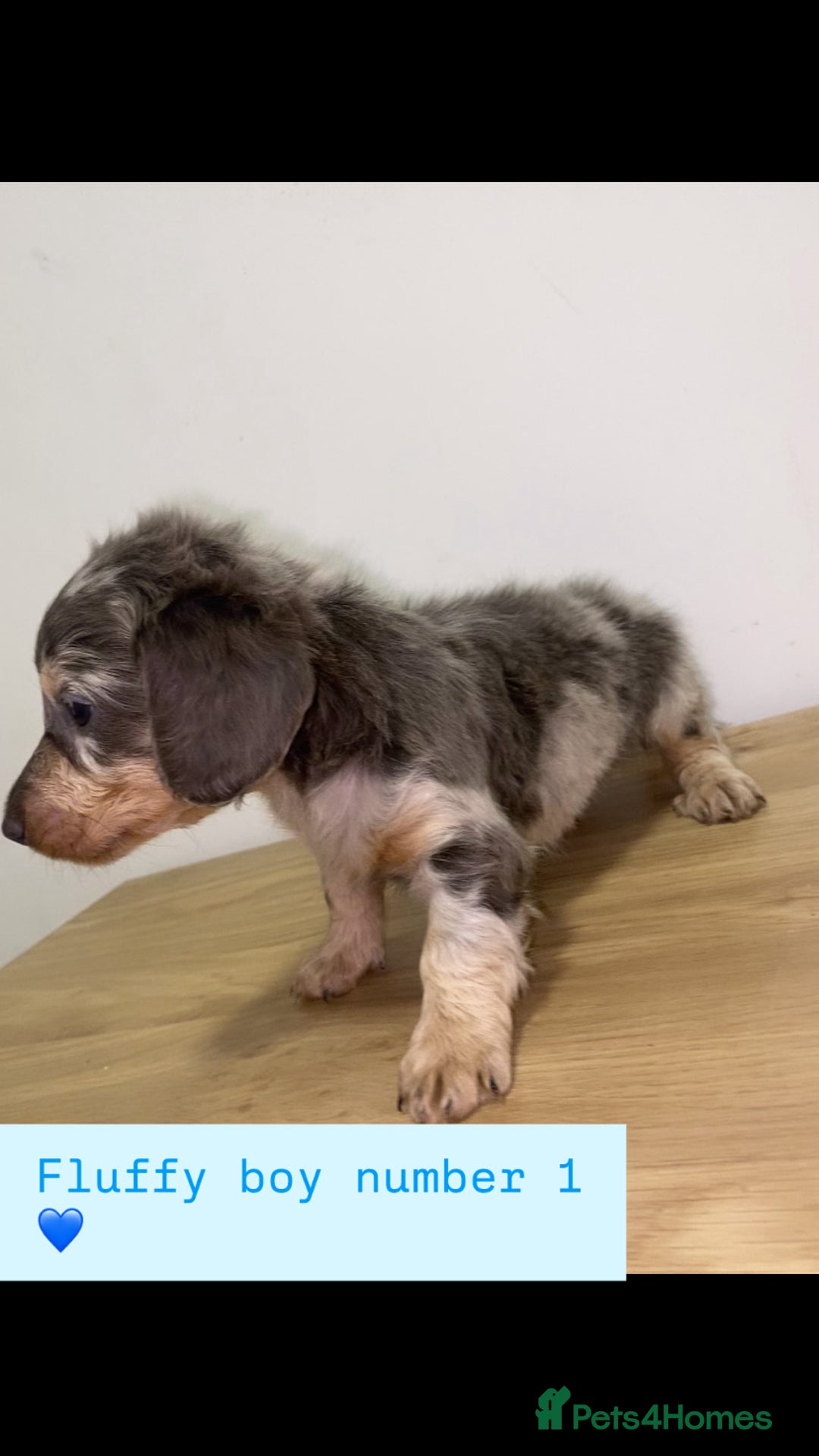 Miniature Dachshund dogs for sale: Miniature dachshund puppies🥰 - Advert 3