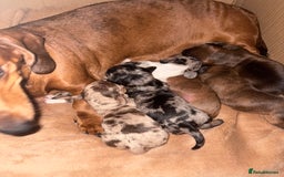 Miniature Dachshund dogs for sale: Miniature dachshunds  - Image 4