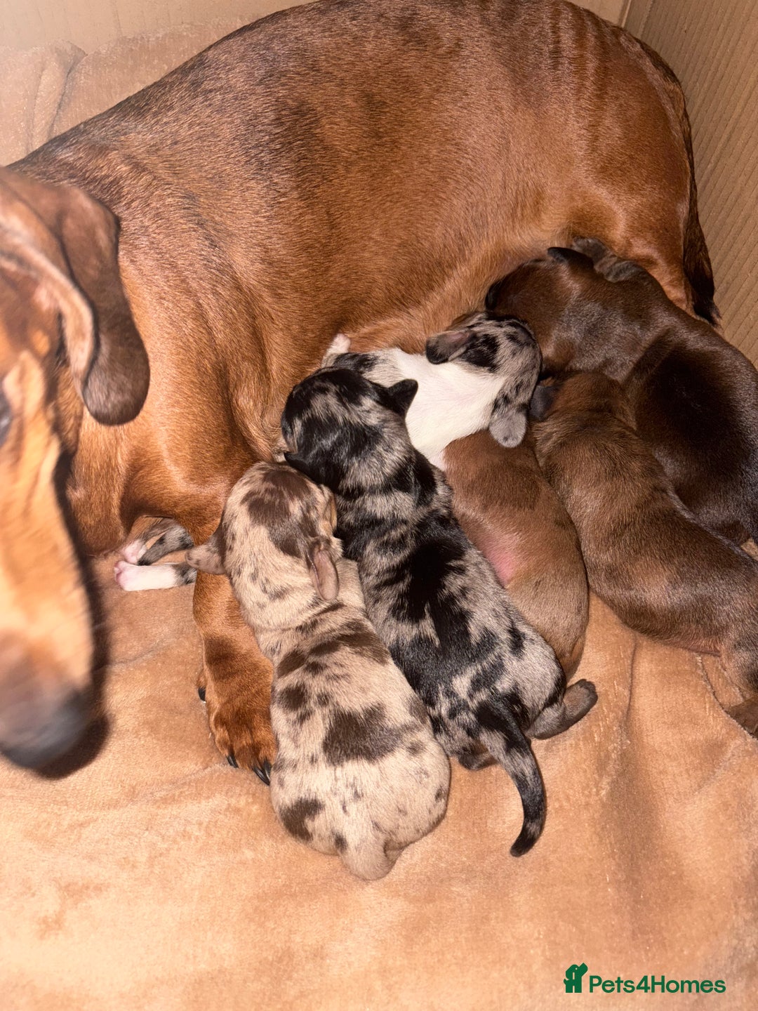Miniature Dachshund dogs for sale: Miniature dachshunds  - Image 4