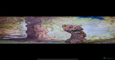 Bengal cats - Advert 10