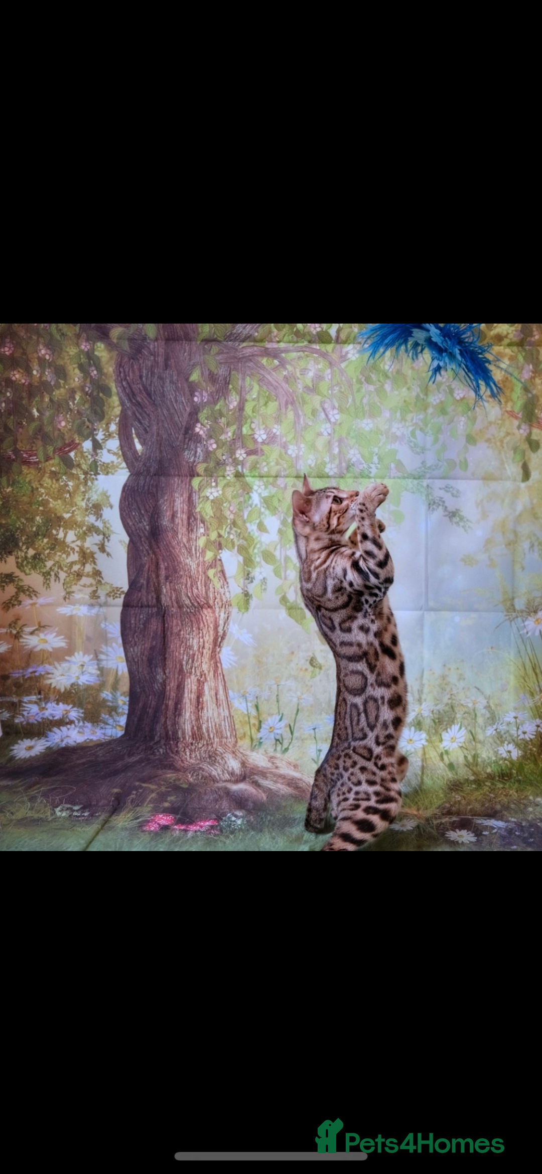 Bengal cats for sale: 😻🐱 Cherry Blossom 🍒 Neutered female - Image 2