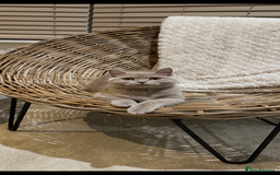 British Shorthair cats for sale: Lilac british short - Image 2