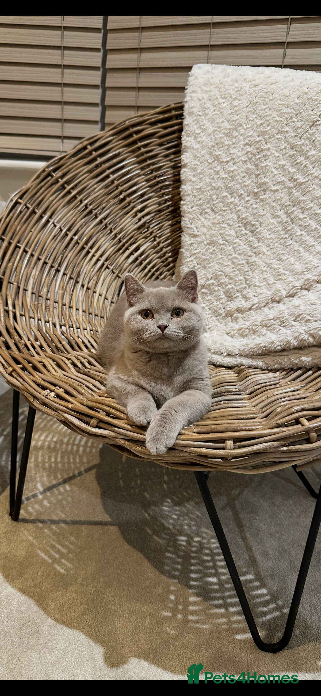 British Shorthair cats for sale: Lilac british short - Image 2