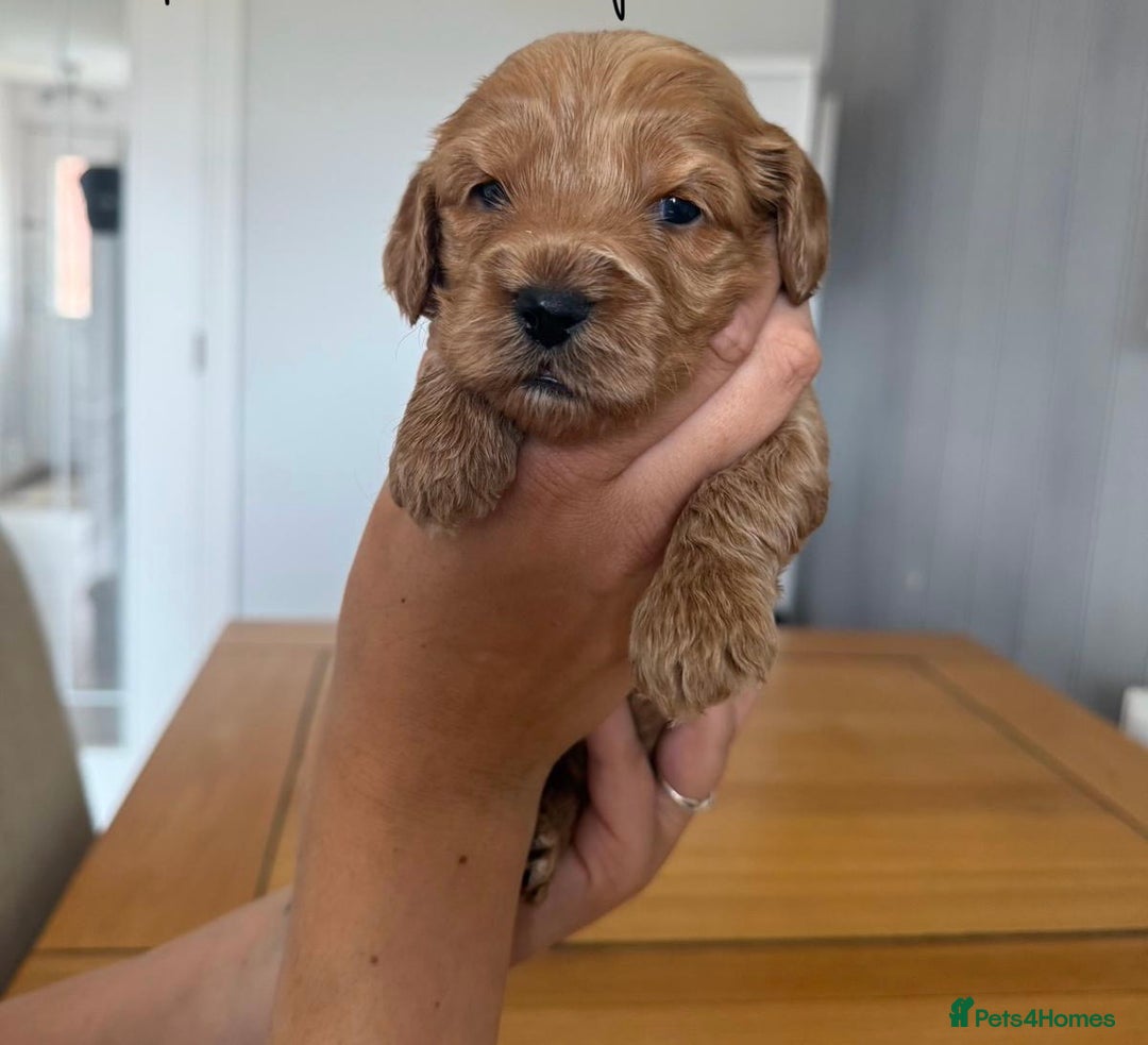 Cockapoo dogs for sale: Red fox mini Cockapoo puppies in Alfreton - Image 13