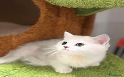 Munchkin cats for sale: Super stunning & rare Minuet - Image 13