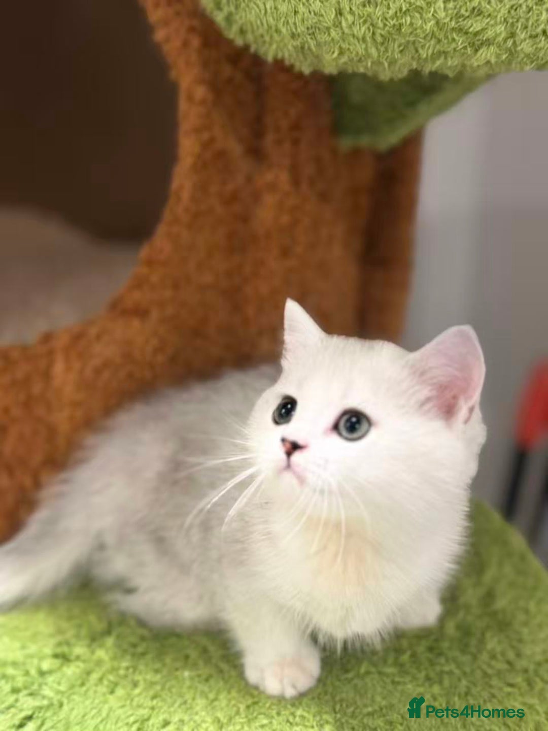 Munchkin cats for sale: Super stunning & rare Minuet - Image 13