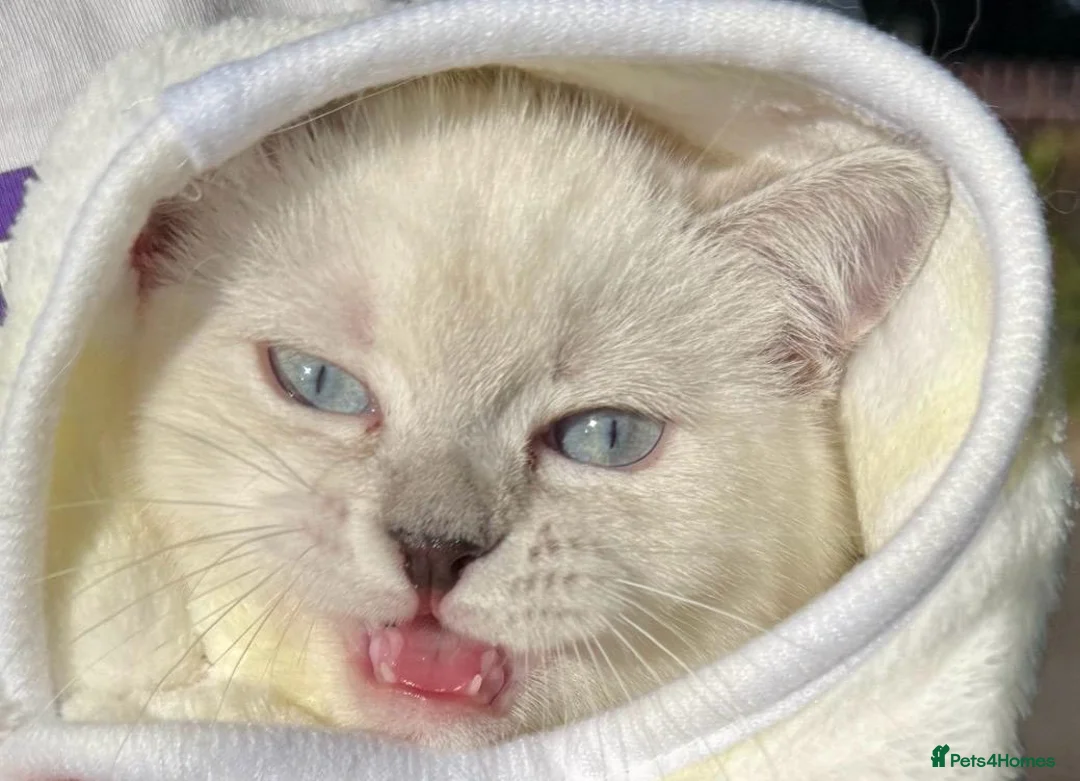 British Shorthair cats for sale: Gorgeous white British shorthair kittens 🐾 - Advert 2