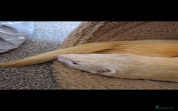 Ferret rodents for sale: 2 Male Albino Ferrets With Everything  - Image 13