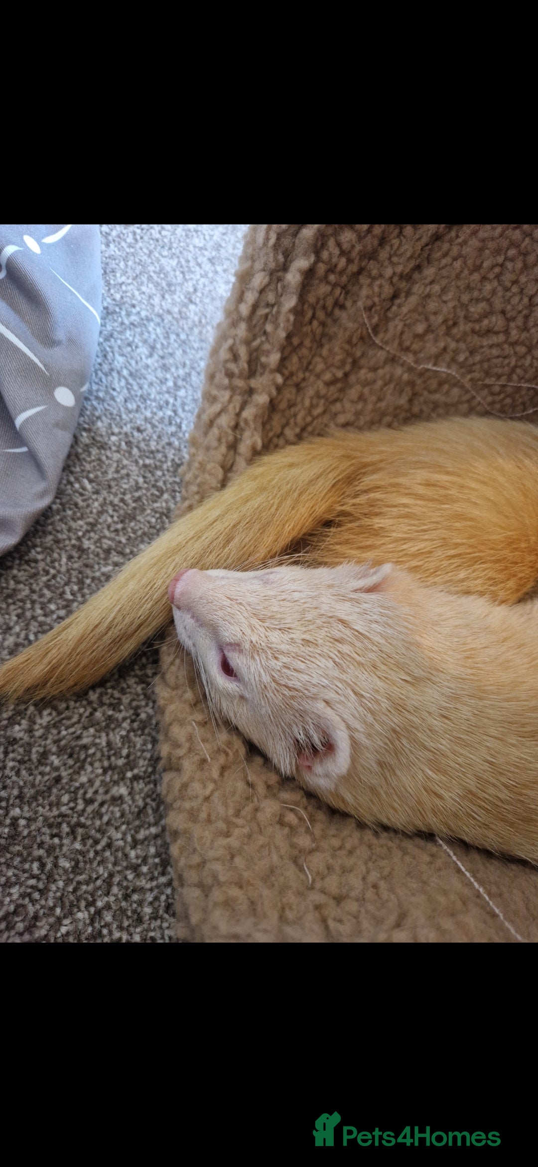 Ferret rodents for sale: 2 Male Albino Ferrets With Everything  - Image 13