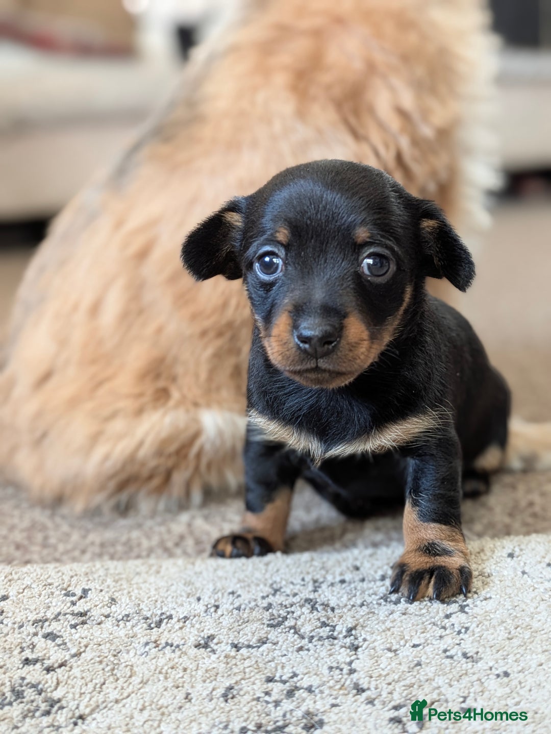 Mixed Breed dogs for sale: Pomchi x Dachshund 3 females  - Advert 7
