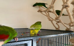Parakeets birds for sale: 6 Hand Reared Baby Kakariki’s For Sale - Image 7