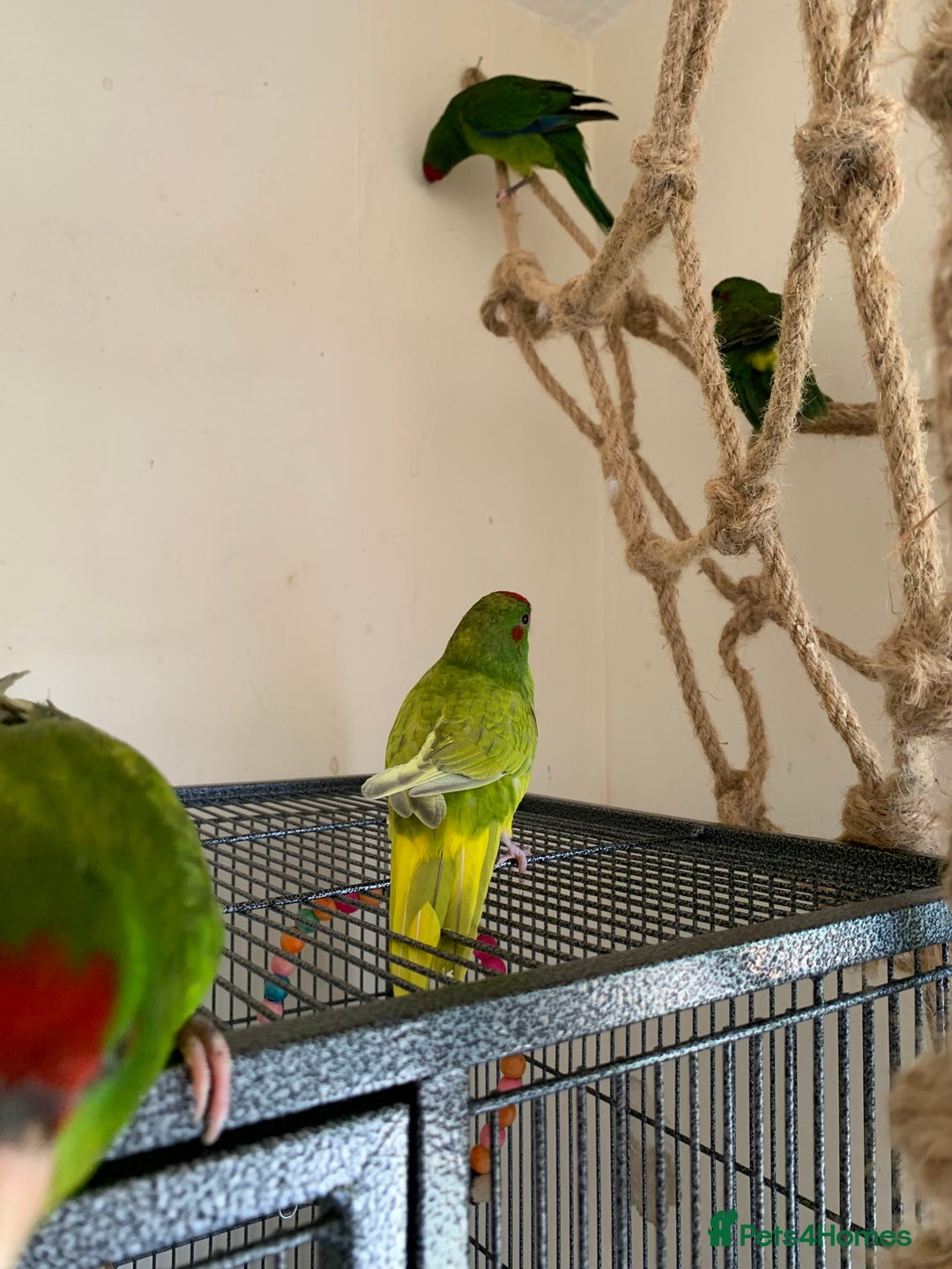 Parakeets birds for sale: 6 Hand Reared Baby Kakariki’s For Sale - Image 7