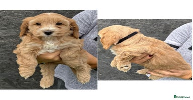 Cockapoo dogs - Advert 3