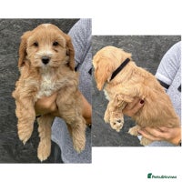 Cockapoo dogs - Advert 3