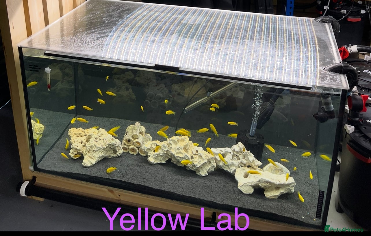 Cichlids fish Yellow Lab - Ace Aquatics, Hertfordshire.  - Advert 1