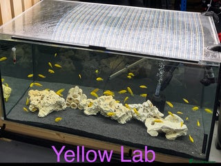 Cichlids fish Yellow Lab - Ace Aquatics, Hertfordshire. - Advert 1