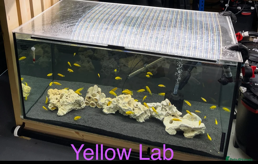 Cichlids fish for sale: Yellow Lab - Ace Aquatics, Hertfordshire.  - Advert 1