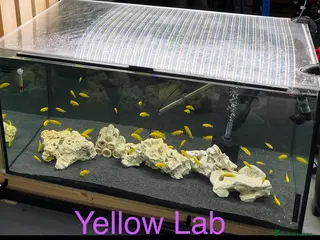 Cichlids fish Yellow Lab - Ace Aquatics, Hertfordshire. - Advert 12
