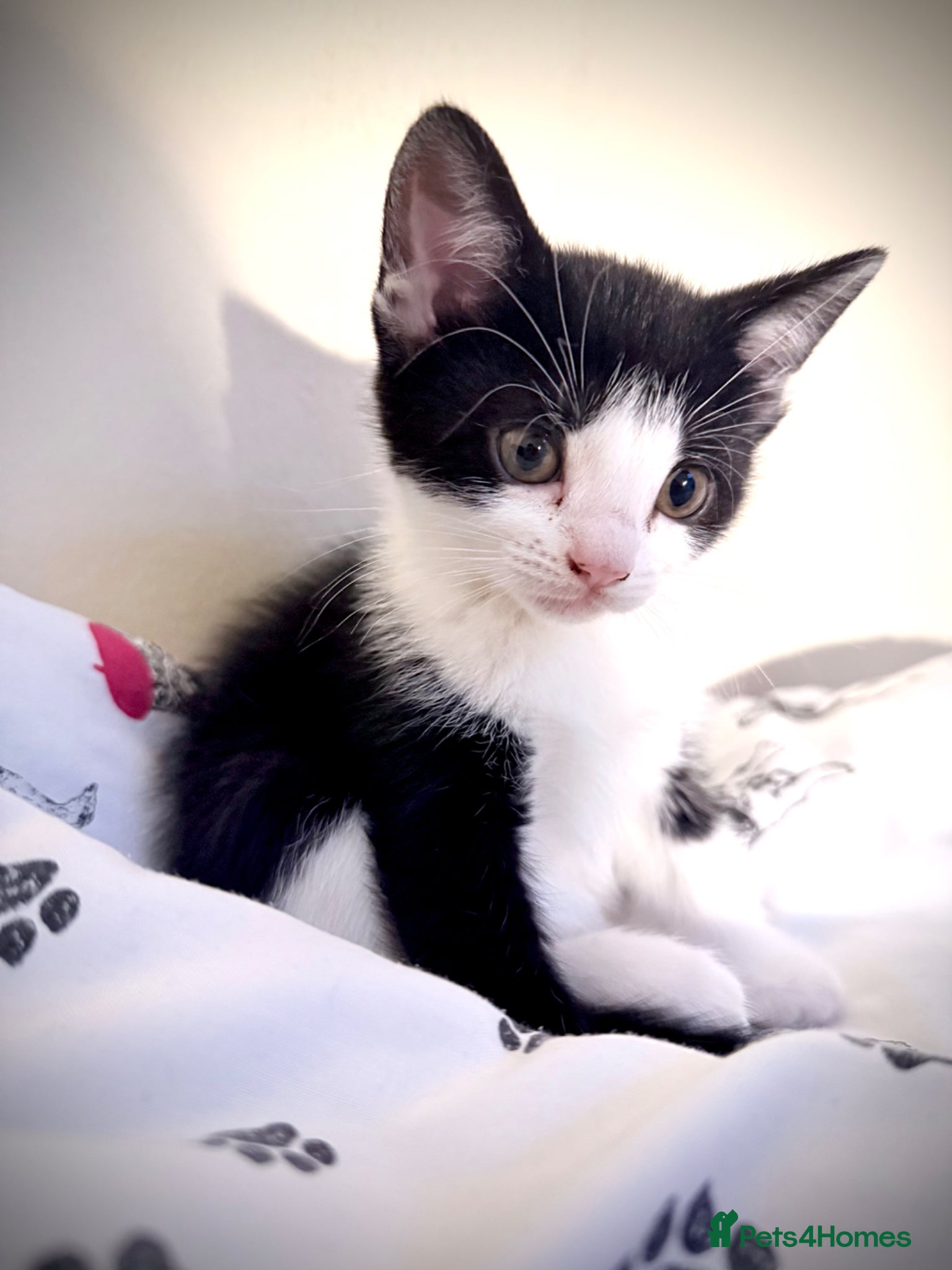 Mixed Breed cats 🐾 Clean, Healthy Bombay x Turkish Van Kittens - Advert 1