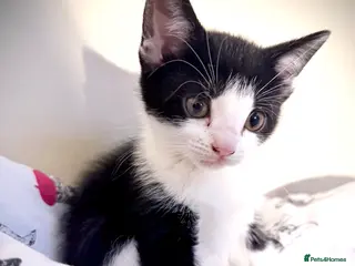 Mixed Breed cats 🐾 Clean, Healthy Bombay x Turkish Van Kittens - Advert 1