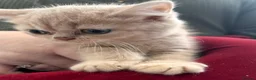 British Shorthair cats for sale: Gorgeous British shorthair kittens - Advert 4