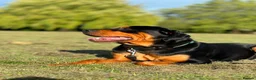 Rottweiler dogs for stud: Bruce the Rottweiler  - Advert 3