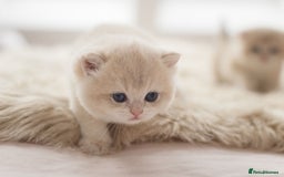 British Shorthair cats for sale: Chubby Golden Blue BSH girls - Image 20