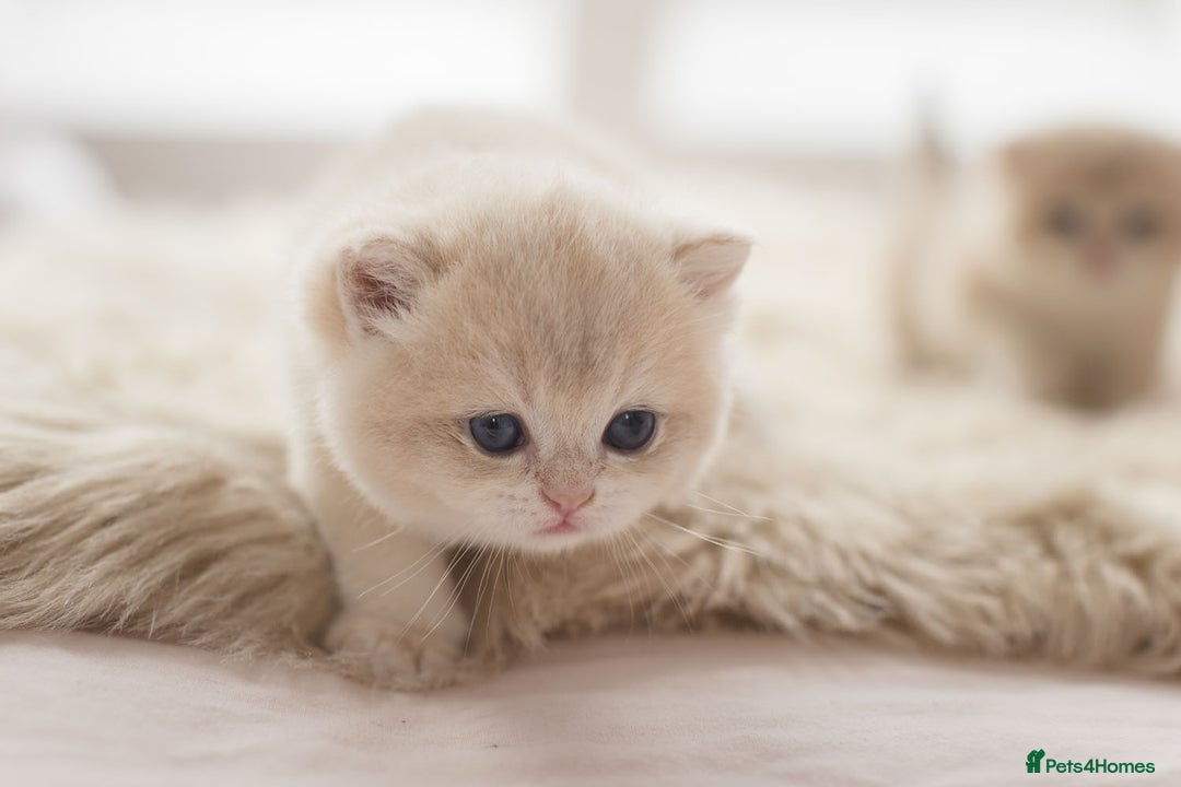 British Shorthair cats for sale: Chubby Golden Blue BSH girls - Image 20