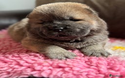 Chow Chow dogs for sale: Wyvernwests puppies have arrived  🐶  - Image 11