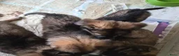 German Shepherd dogs for sale: German Shepherd Puppies - Advert 2