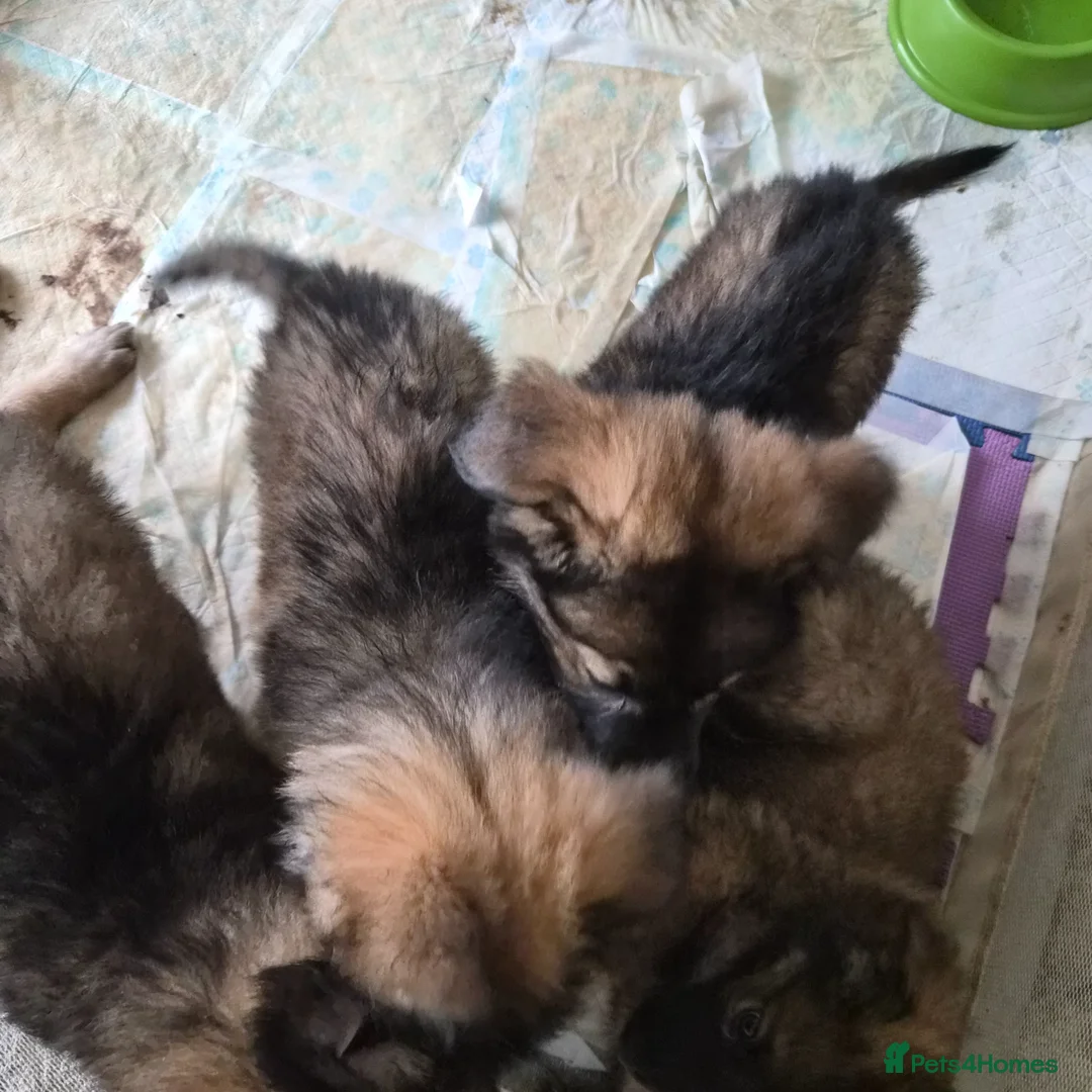 German Shepherd dogs for sale: German Shepherd Puppies - Advert 2