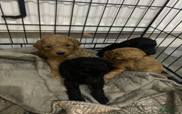 Cockapoo dogs for sale: Mini cockapoo f2  - Image 5