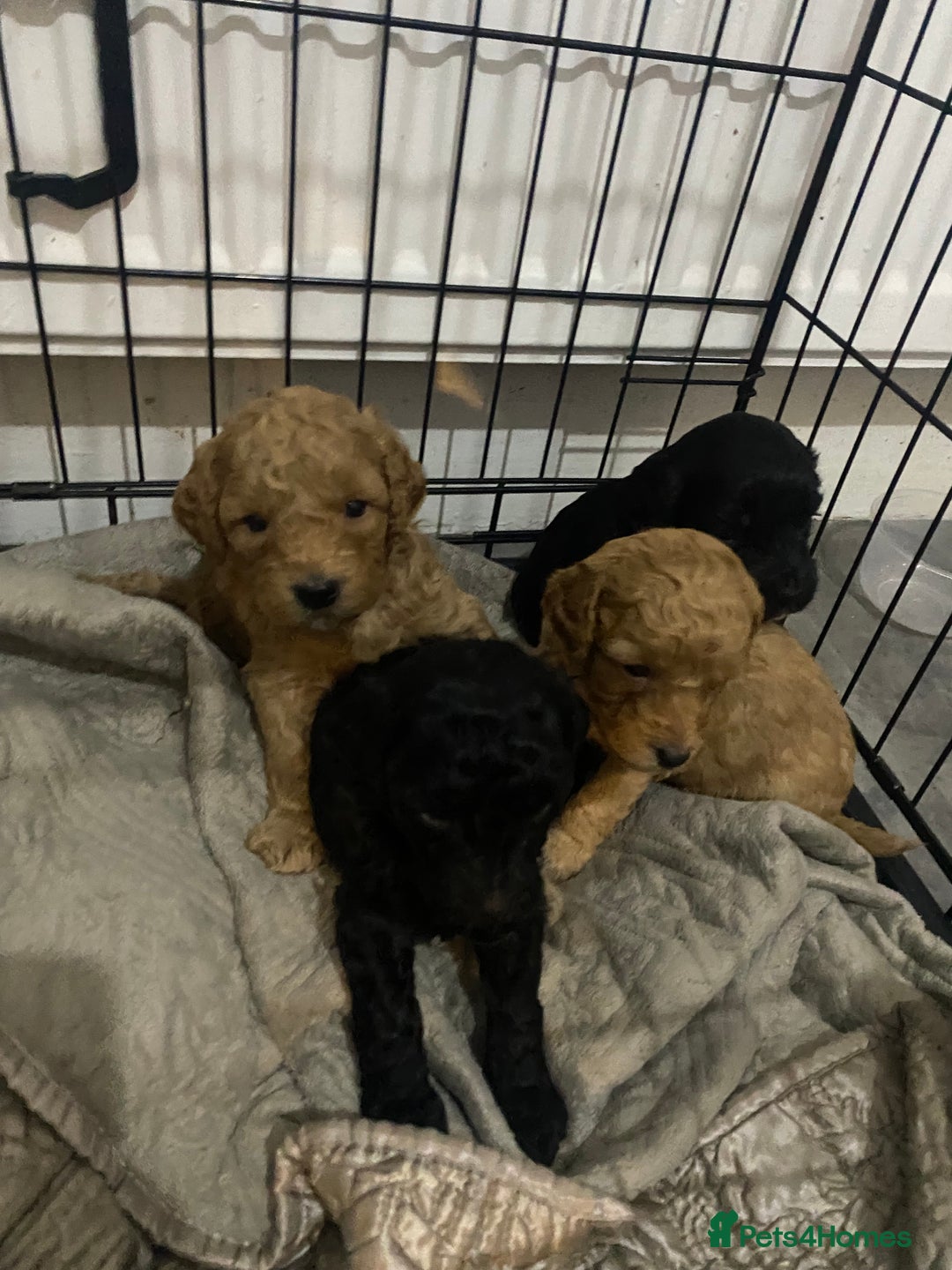 Cockapoo dogs for sale: Mini cockapoo f2  - Image 5