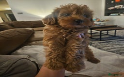 Poodle dogs for stud: Kc Fox red toy poodle for stud  - Image 30