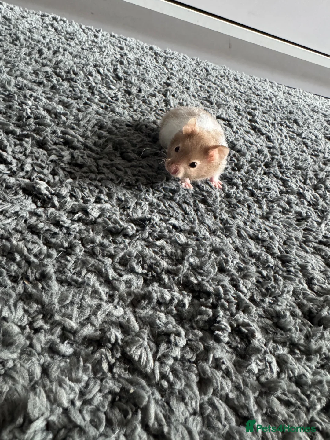 Hamster rodents for sale: Boy hamster for adoption  in Stafford - Advert 2