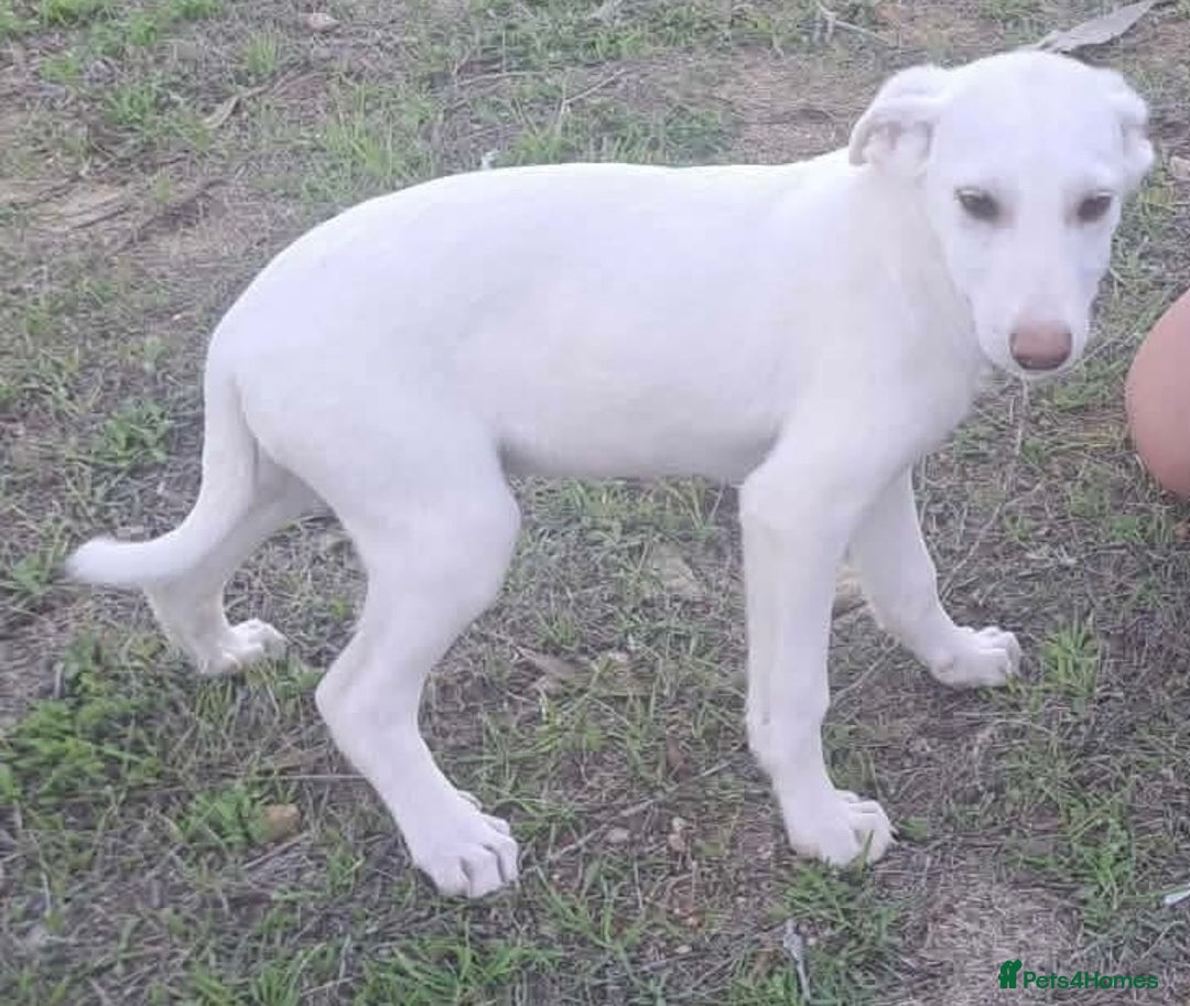 Mixed Breed dogs for adoption: Holly needs a loving home - Advert 11