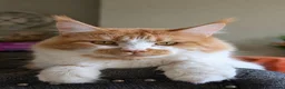 Maine Coon cats for sale: Maine coon x Ragdoll kittens - Advert 11
