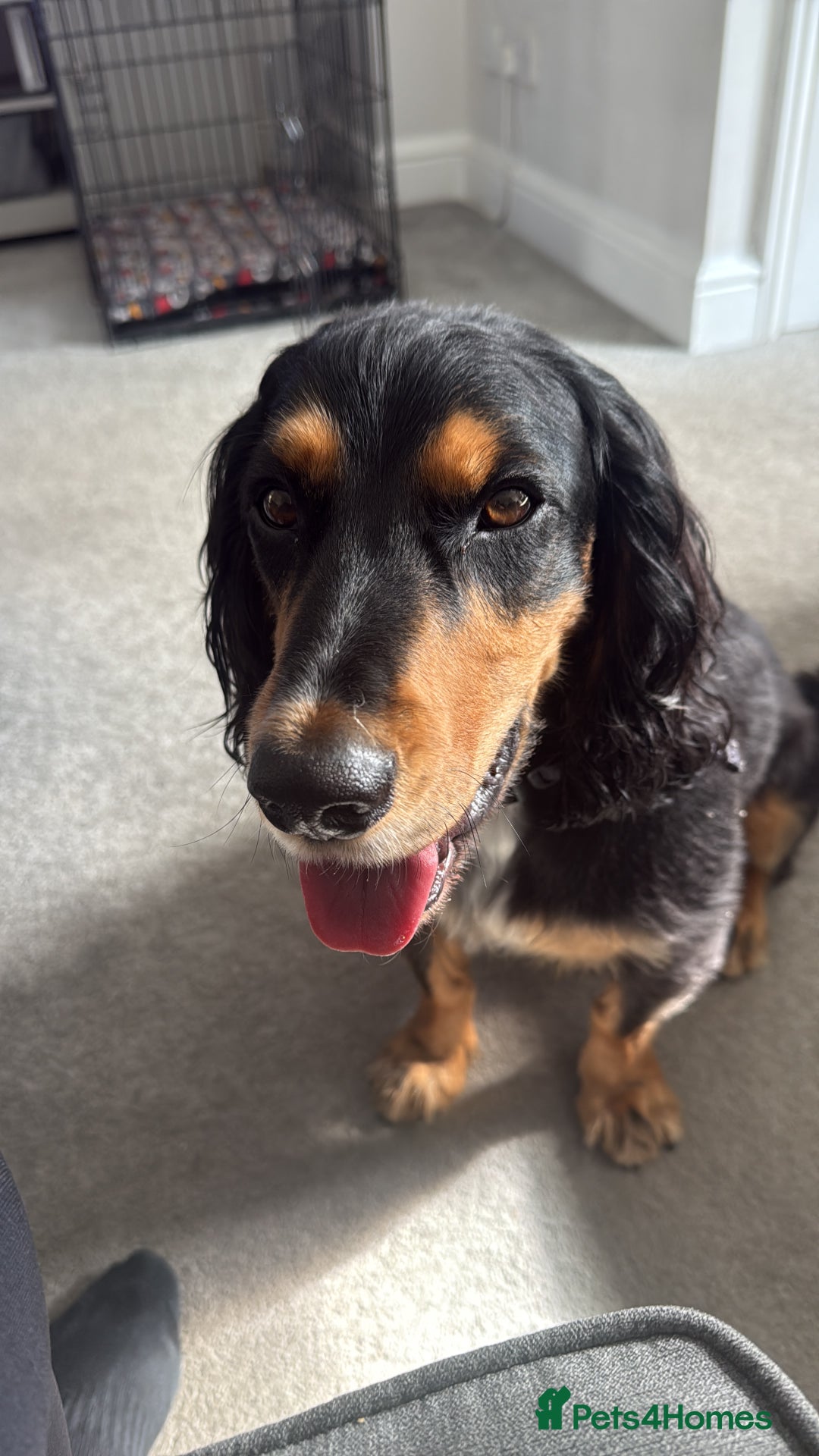 Cocker Spaniel dogs for sale: 2 year old working cocker spaniel - Advert 1